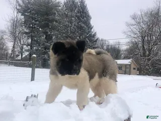 Akita dogs Buddy - Ad 19