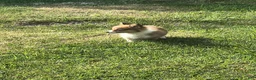 Welsh Corgi Pembroke dogs for sale: Welsh Corgi Pembroke Puppy 2 - Ad 3