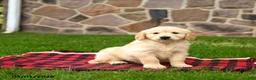 Golden Retriever dogs for sale: Riley - Ad 3