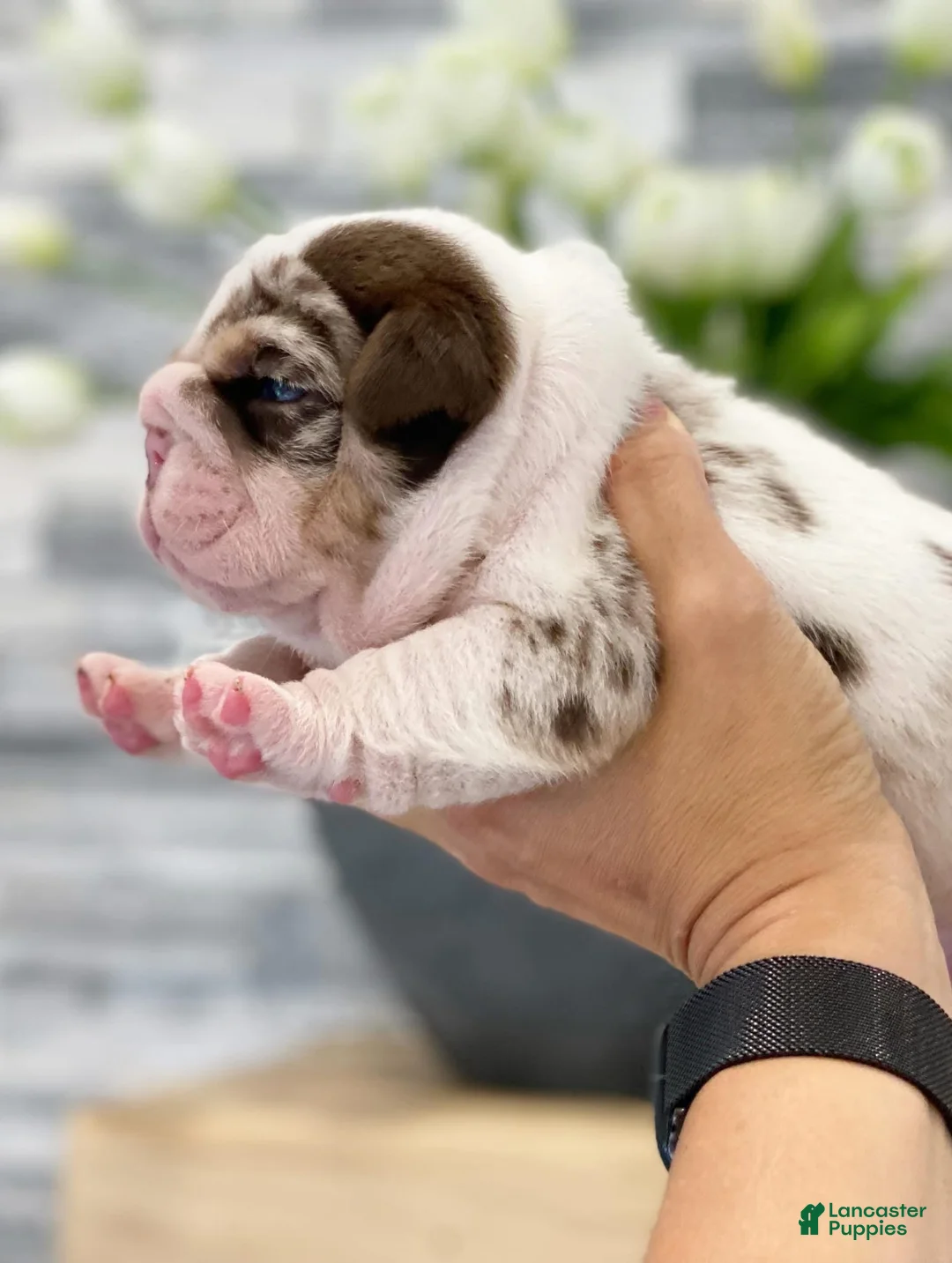 English Bulldog dogs for sale: Della - Ad 2