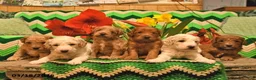 Mini Goldendoodle dogs for sale: Prancer  - Ad 5