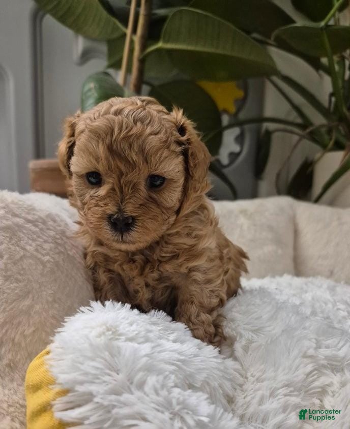 Maltipoo dogs Greta - Ad 20