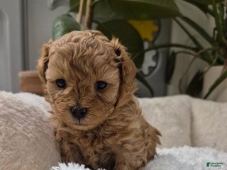 Maltipoo dogs Greta - Ad 20