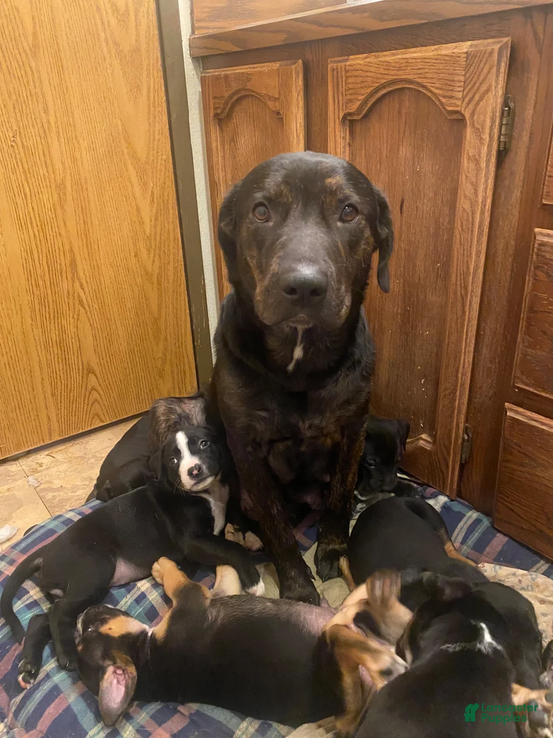 Mixed Breed dogs for sale: Milo - Ad 2