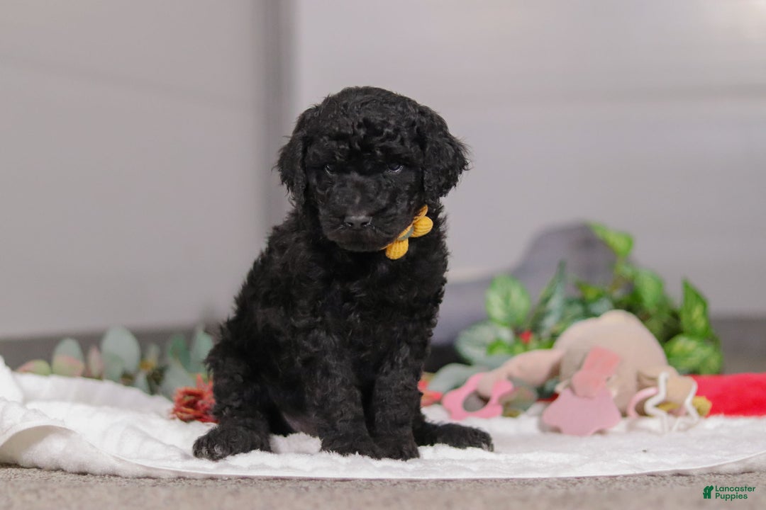 Standard Poodle dogs for sale: Braden - Ad 5