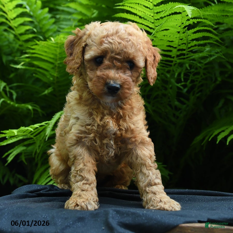 Yorkiepoo dogs Glitter - Ad 2