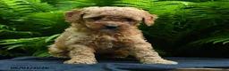 Yorkiepoo dogs for sale: Glitter - Ad 2