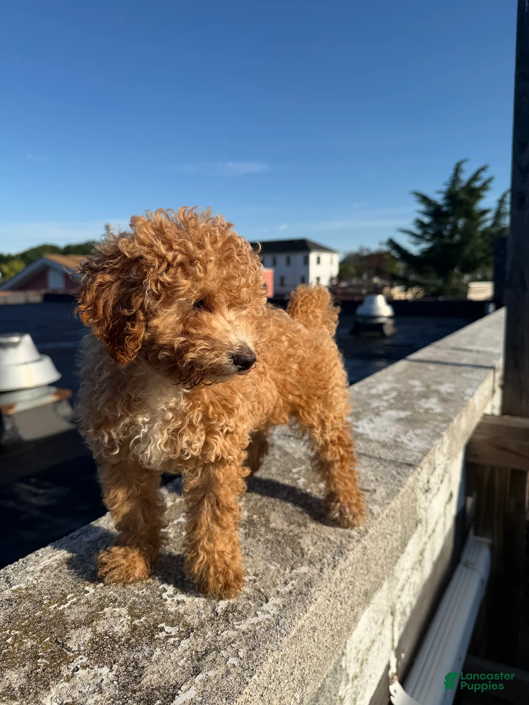 Bichpoo dogs for sale: Brielle - Ad 2