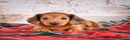 Miniature Dachshund dogs for sale: AKC-Elsa - Ad 7