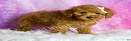 Miniature Poodle dogs for sale: Peony - Ad 5