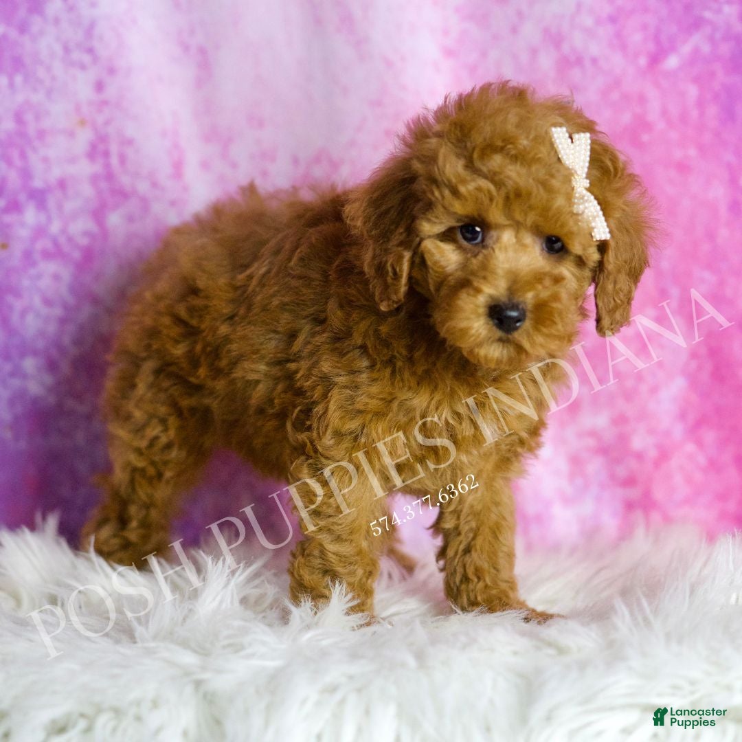 Miniature Poodle dogs for sale: Peony - Ad 5