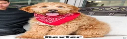 Goldendoodle dogs for sale: Dexter - Ad 3