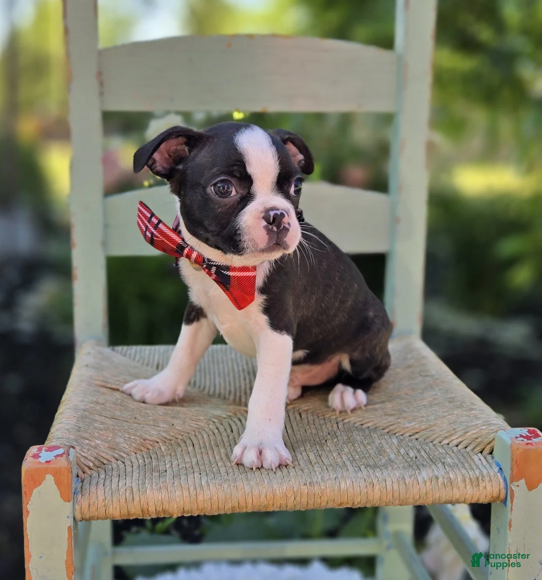 Boston Terrier dogs for sale: Doyle - Ad 8