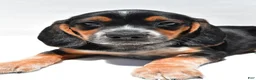 Beagle dogs for sale: Ronald - Ad 3