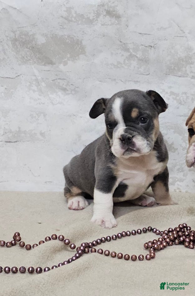 Mixed Breed dogs Mixed Breed Puppy 6 - Ad 38