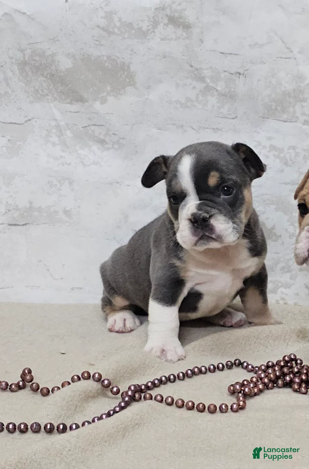 Mixed Breed dogs for sale: Mixed Breed Puppy 6 - Ad 1