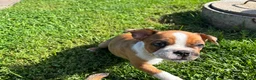 Frenchton dogs for sale: Reese - Ad 11