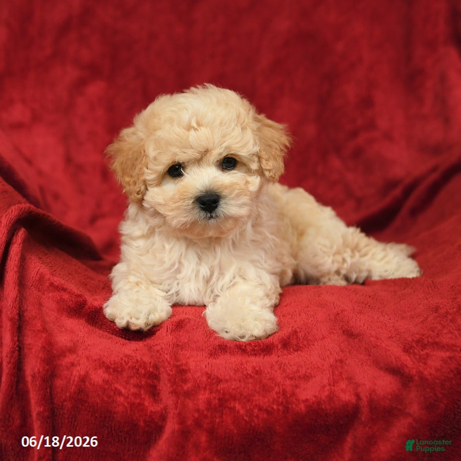 Maltipoo dogs Matthew - Ad 2