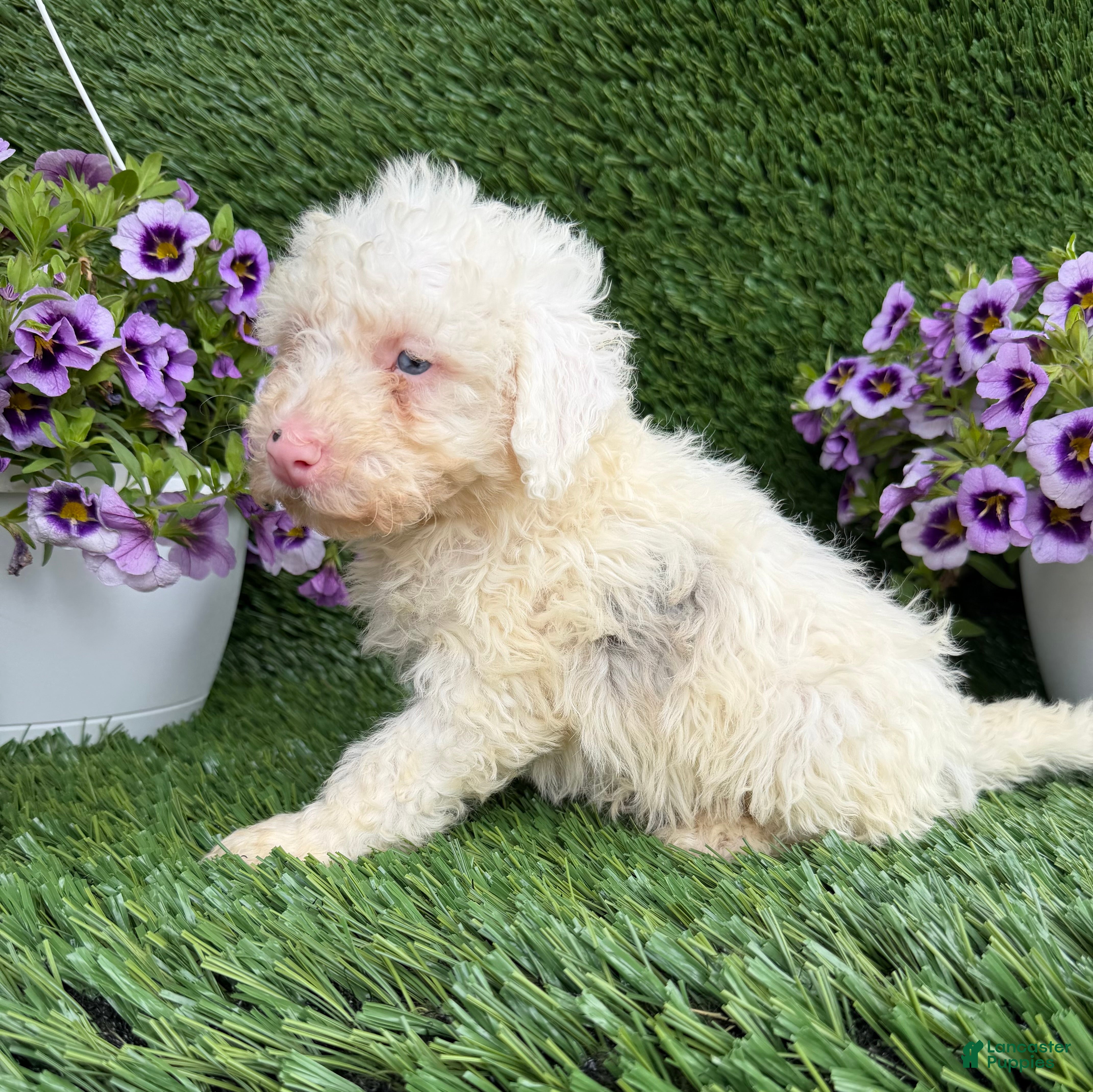 Mixed Breed dogs Billy - Ad 2