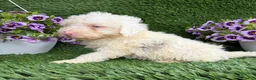 Mixed Breed dogs for sale: Billy - Ad 2