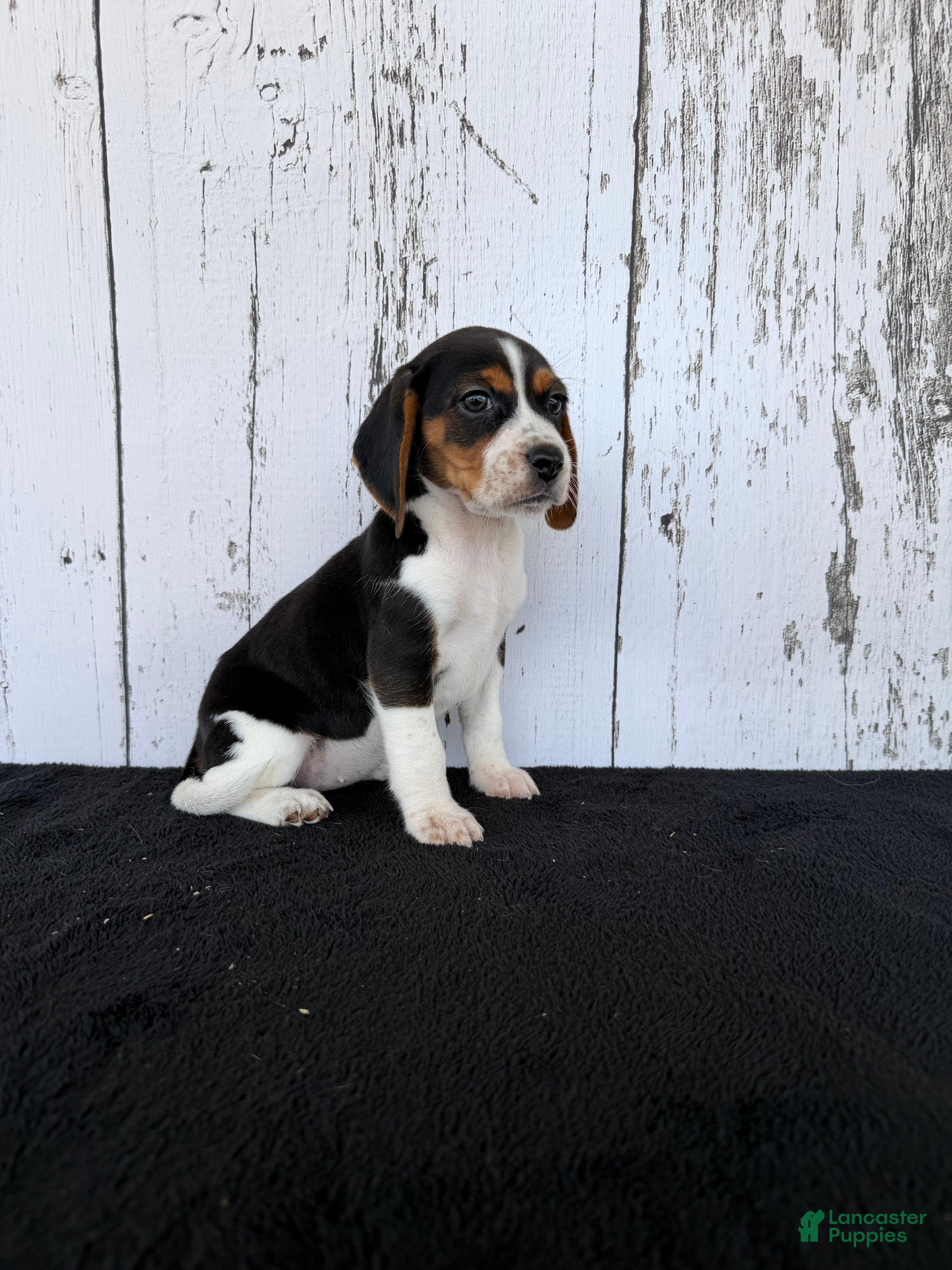Beagle dogs for sale: Baily - Ad 4
