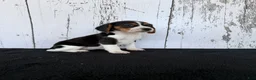 Beagle dogs for sale: Baily - Ad 3
