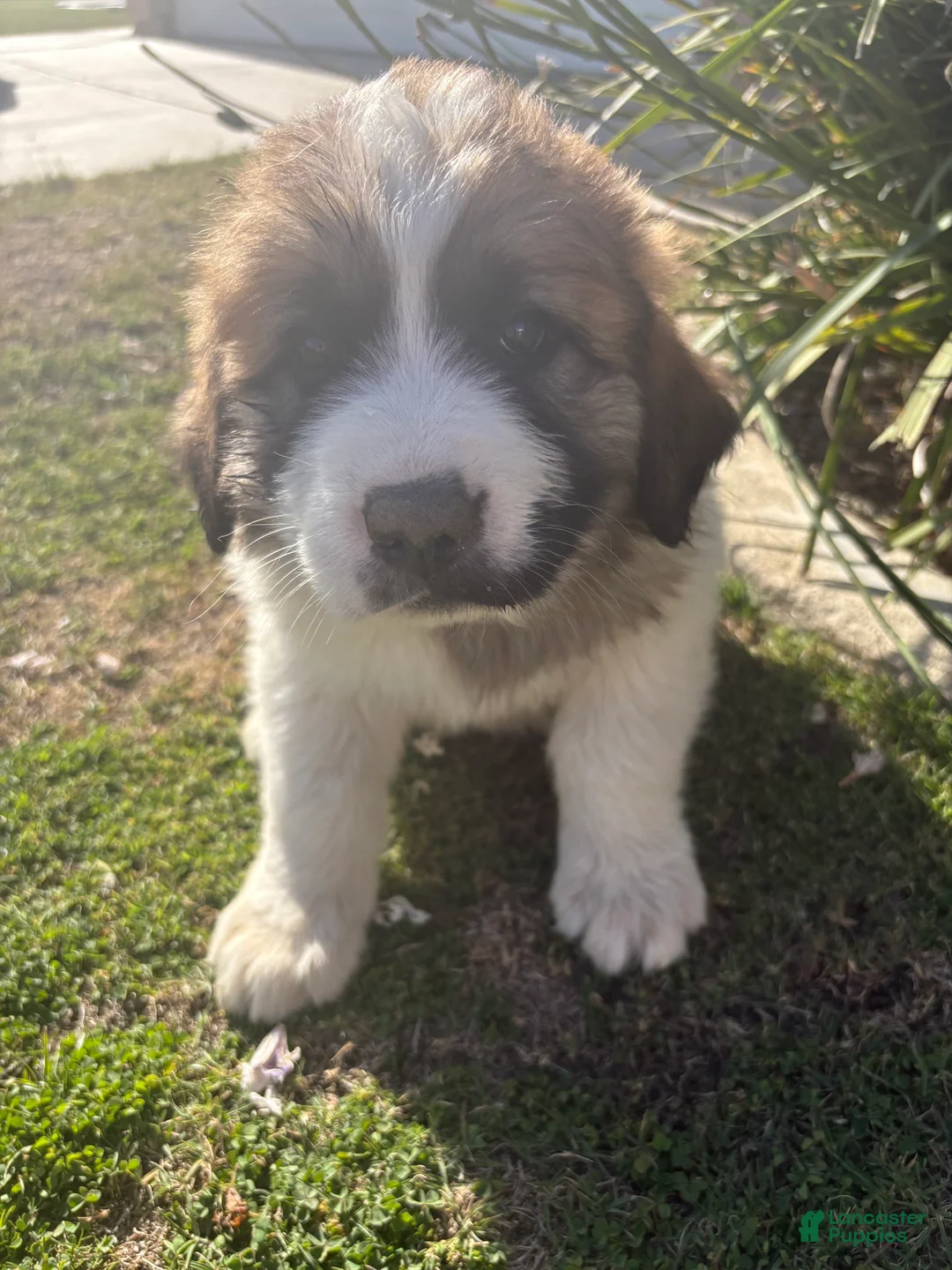 Mixed Breed dogs for sale: Mixed Breed Puppy 4 - Ad 1