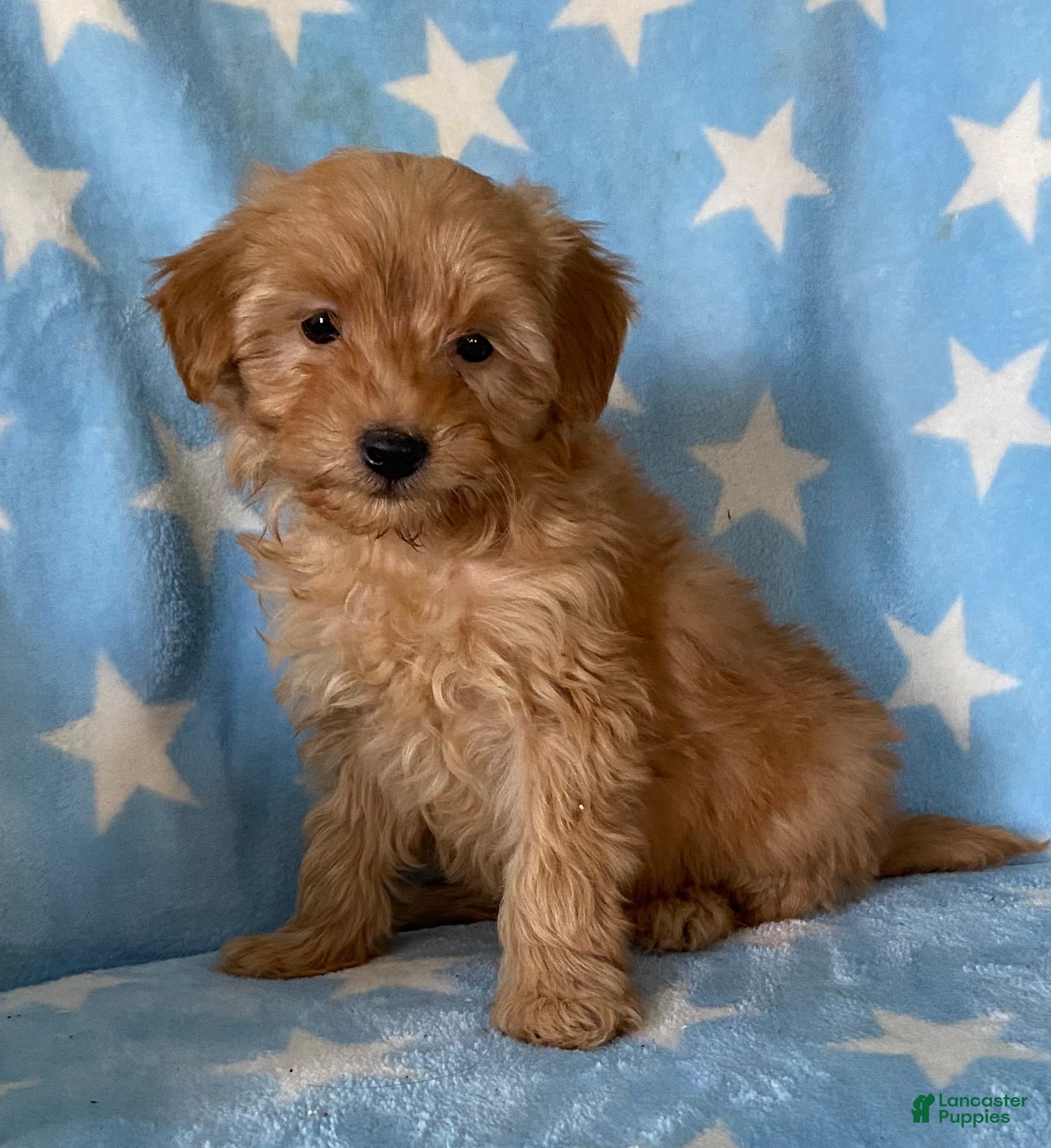 Mini Goldendoodle dogs Sweetie  - Ad 41