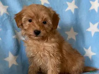 Mini Goldendoodle dogs Sweetie - Ad 41