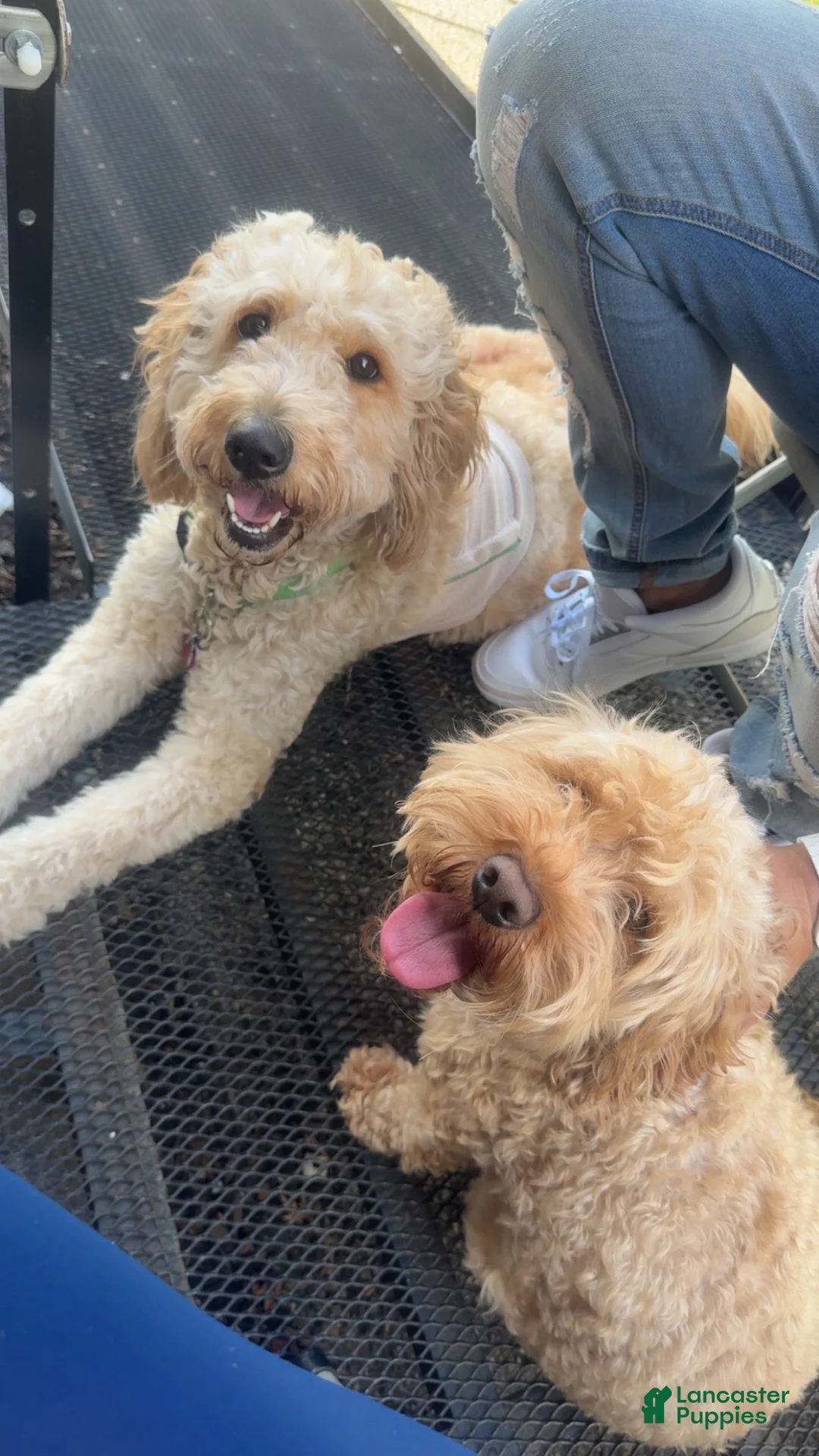 Mixed Breed dogs for sale: Lexie - Ad 5
