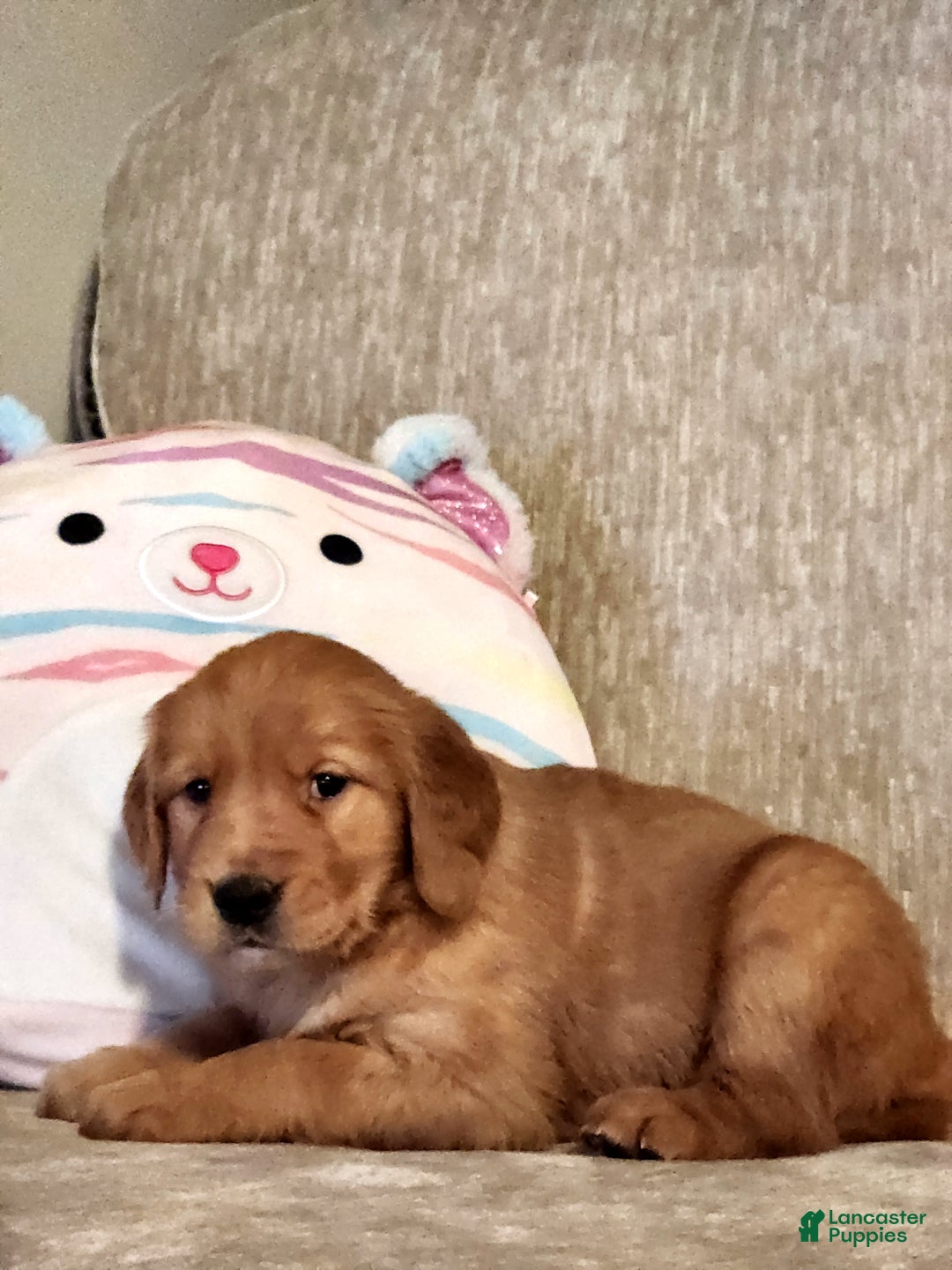Golden Retriever dogs for sale: Chloe - Ad 3