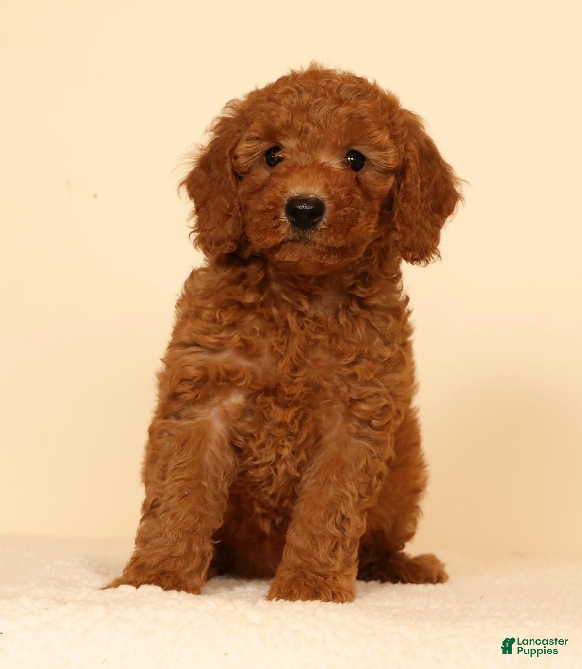 Mini Goldendoodle dogs Mae - Ad 2