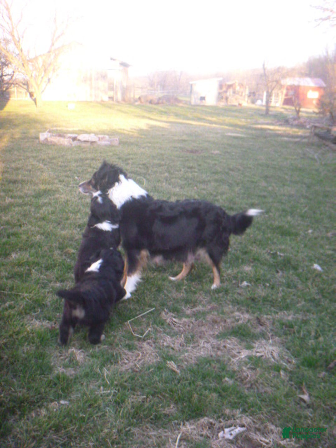 Miniature Australian Shepherd dogs for sale: Nikki - Ad 2