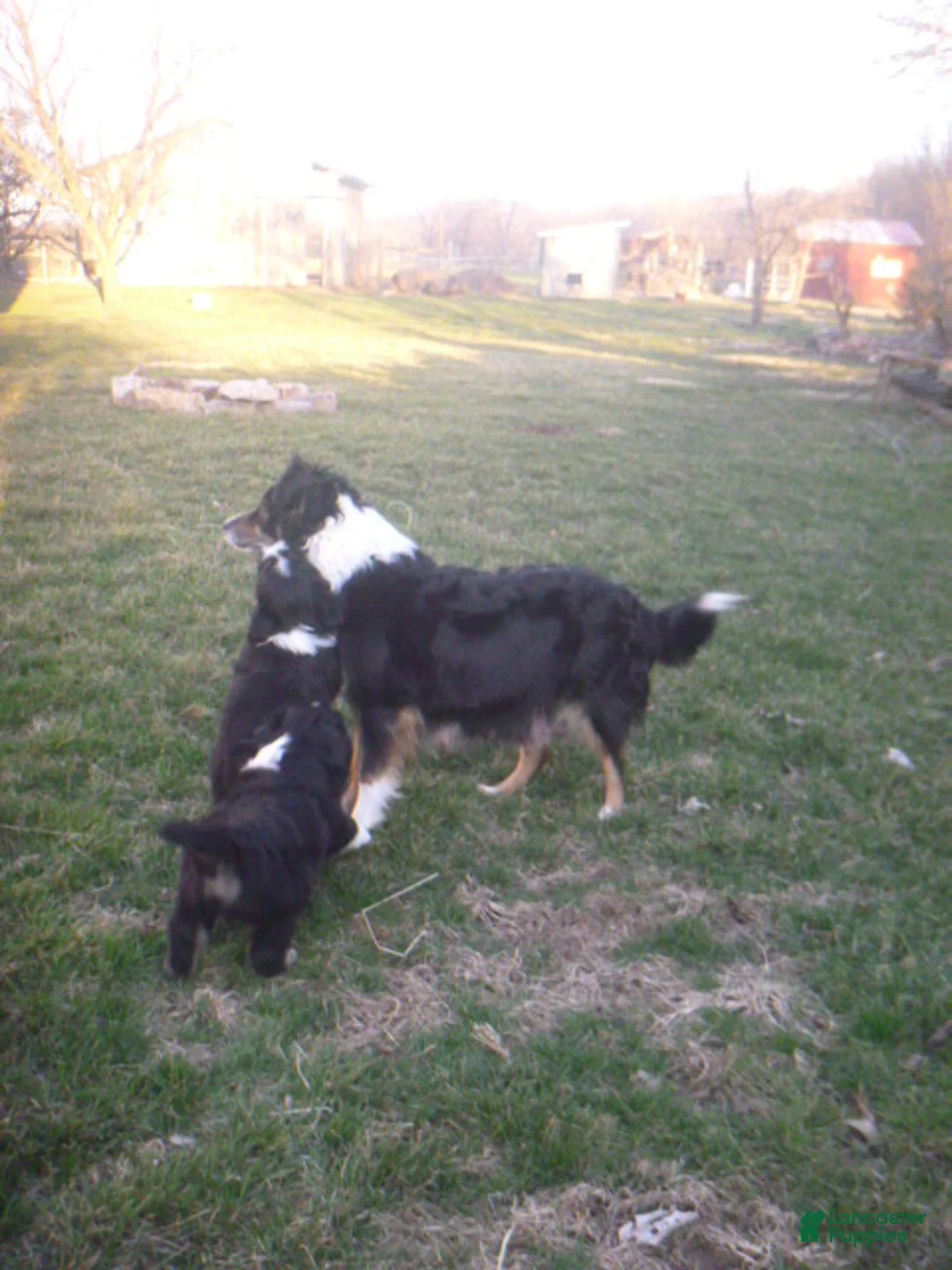Miniature Australian Shepherd dogs for sale: Nessa - Ad 9