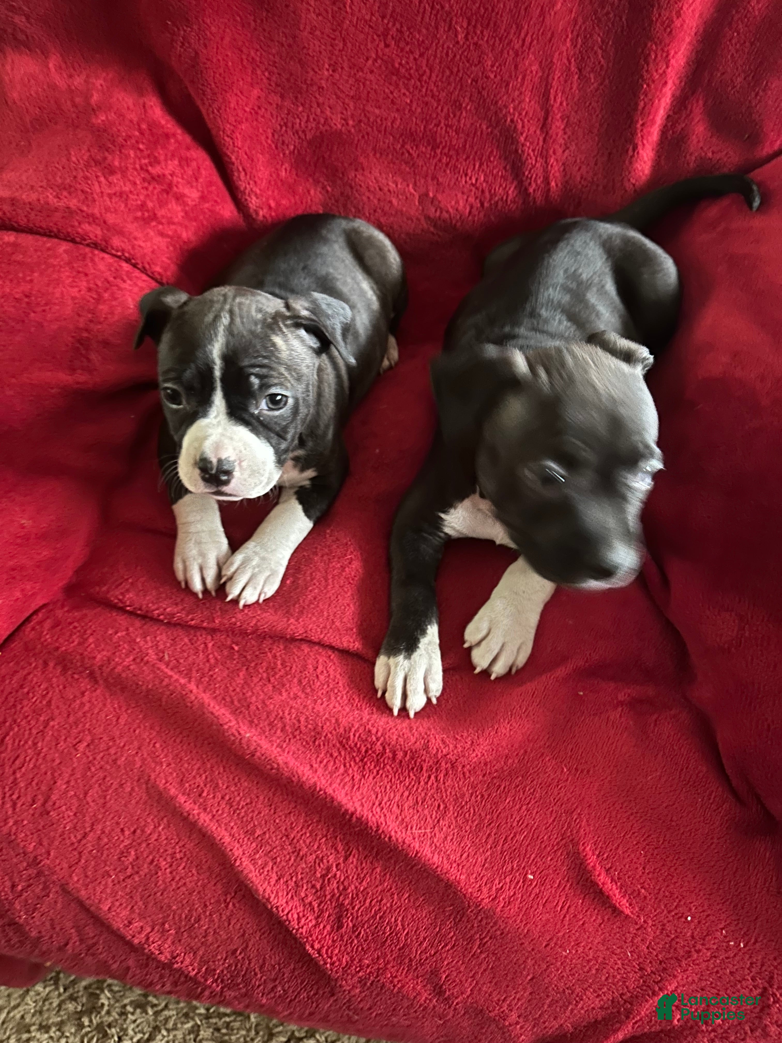 American Staffordshire Terrier dogs American Staffordshire Terrier 2 - Ad 2