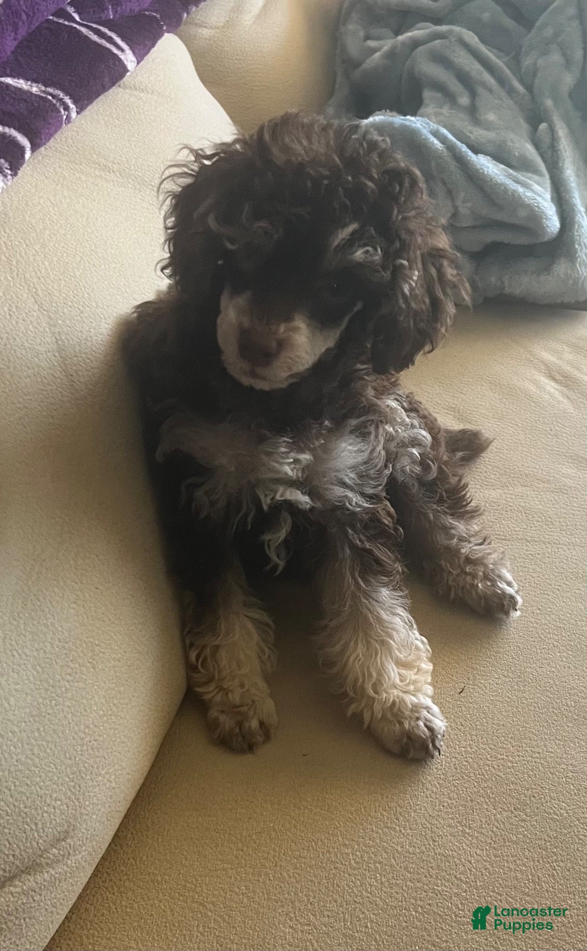Toy Poodle dogs Toy Poodle 1 - Ad 2