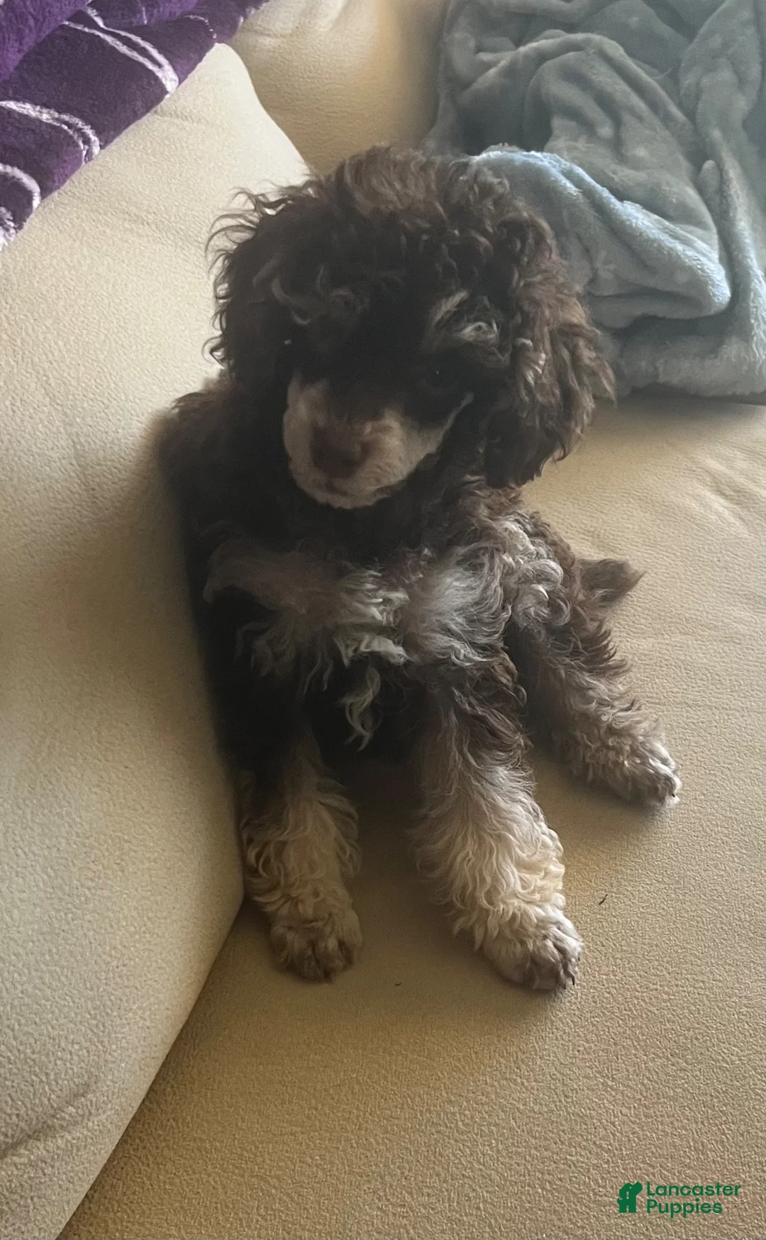 Toy Poodle dogs for sale: Toy Poodle 1 - Ad 2
