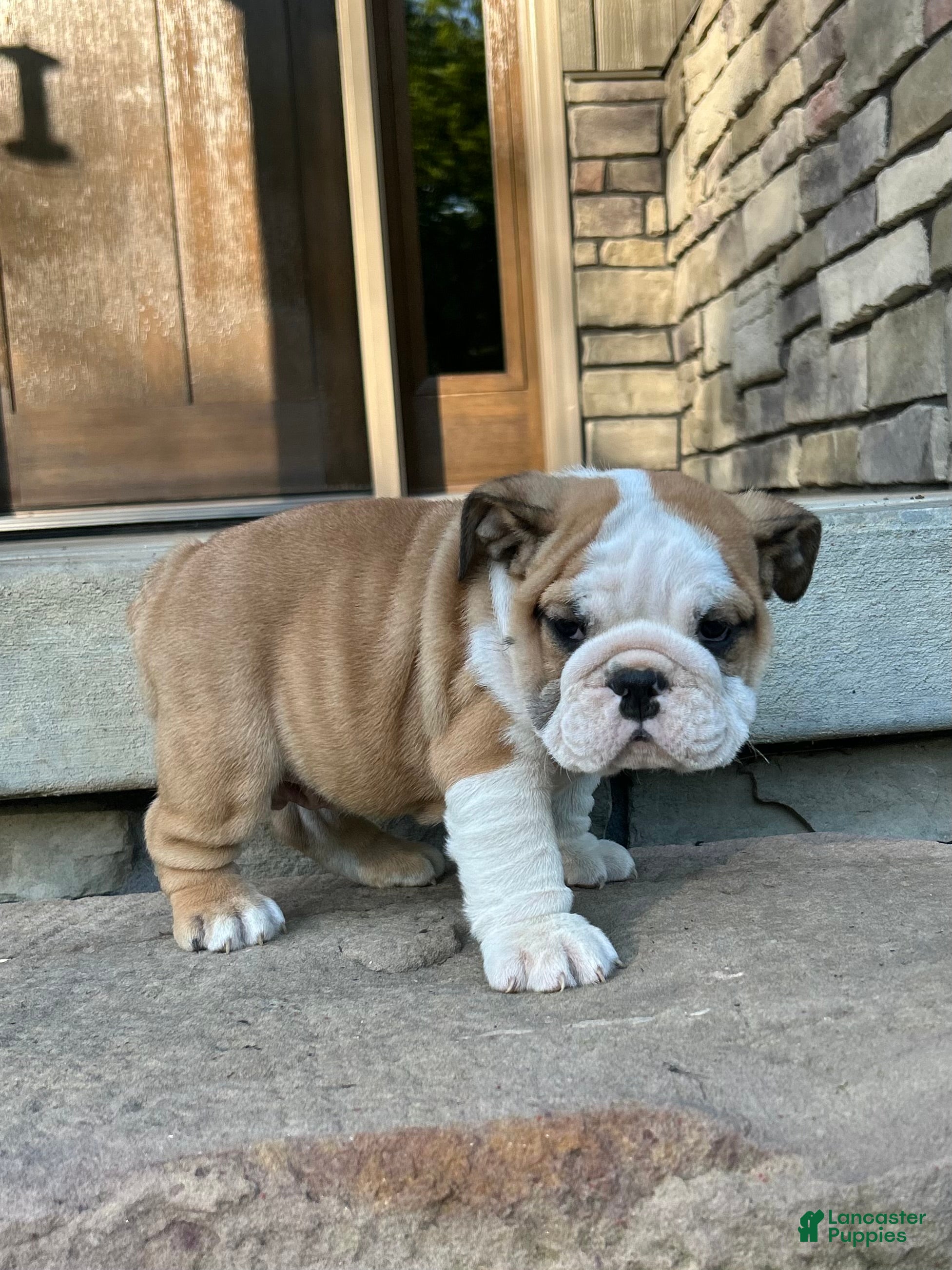 English Bulldog dogs Zander - Ad 2