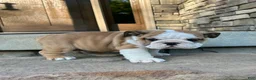 English Bulldog dogs for sale: Zander - Ad 2
