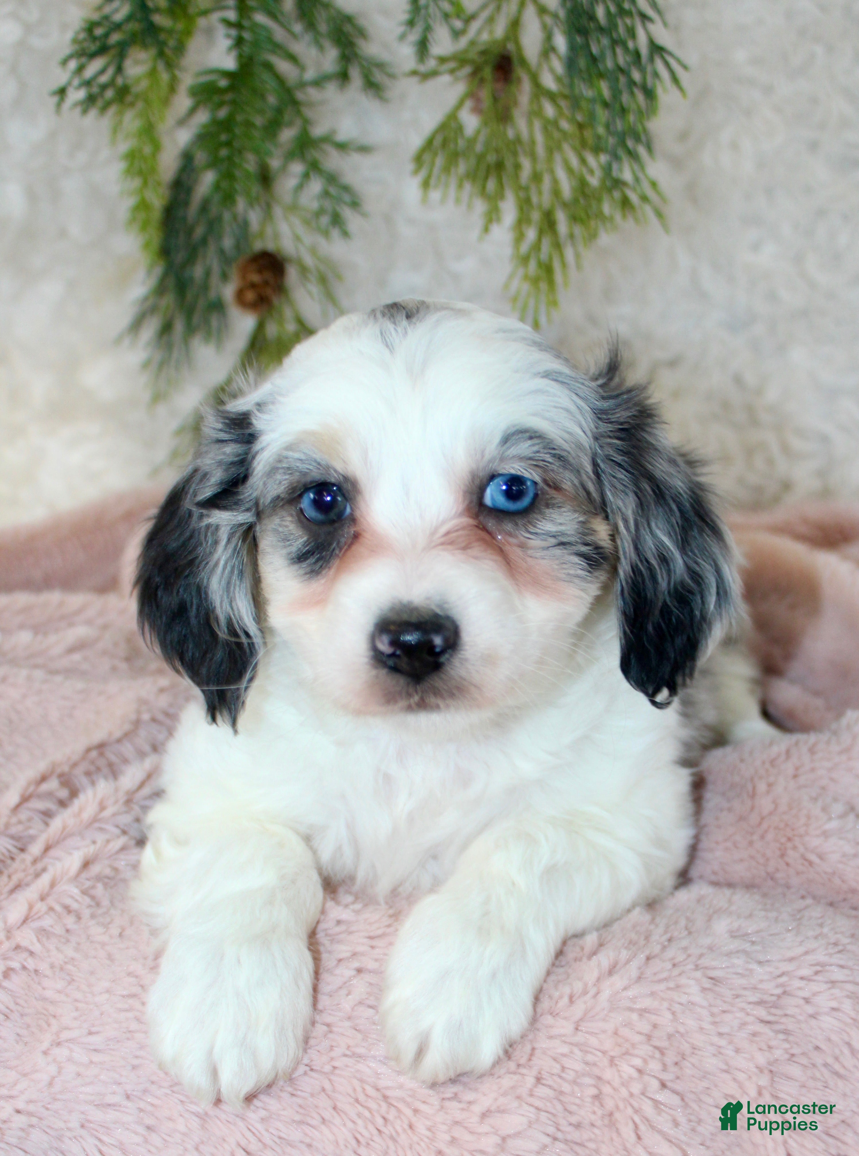 Toy Poodle dogs Toy Australian Shepherd Puppy Merle Female - Ad 15