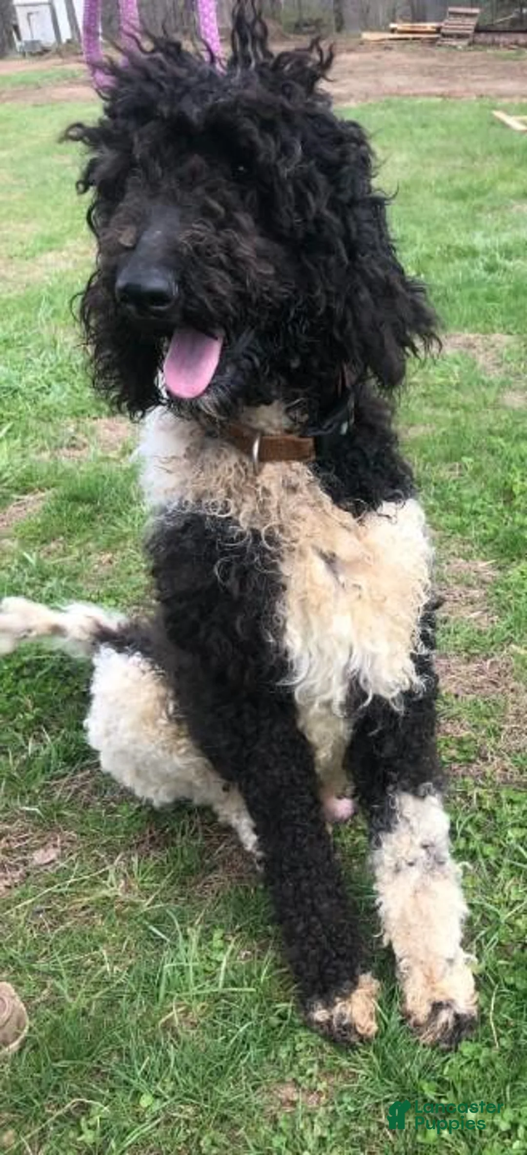 Bernedoodle dogs for sale: Abby - Ad 2