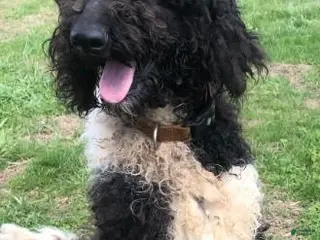 Bernedoodle dogs Amber - Ad 2