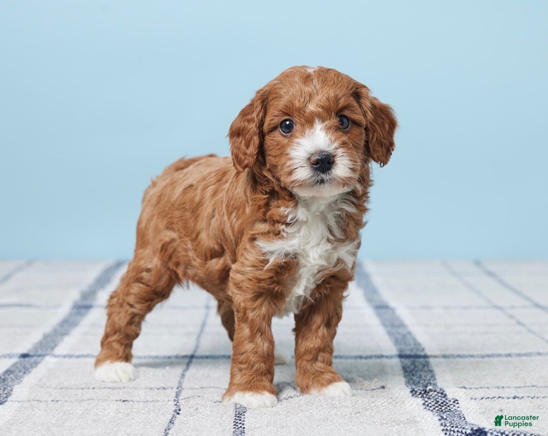 Mini Goldendoodle dogs for sale: Teddy - Ad 2