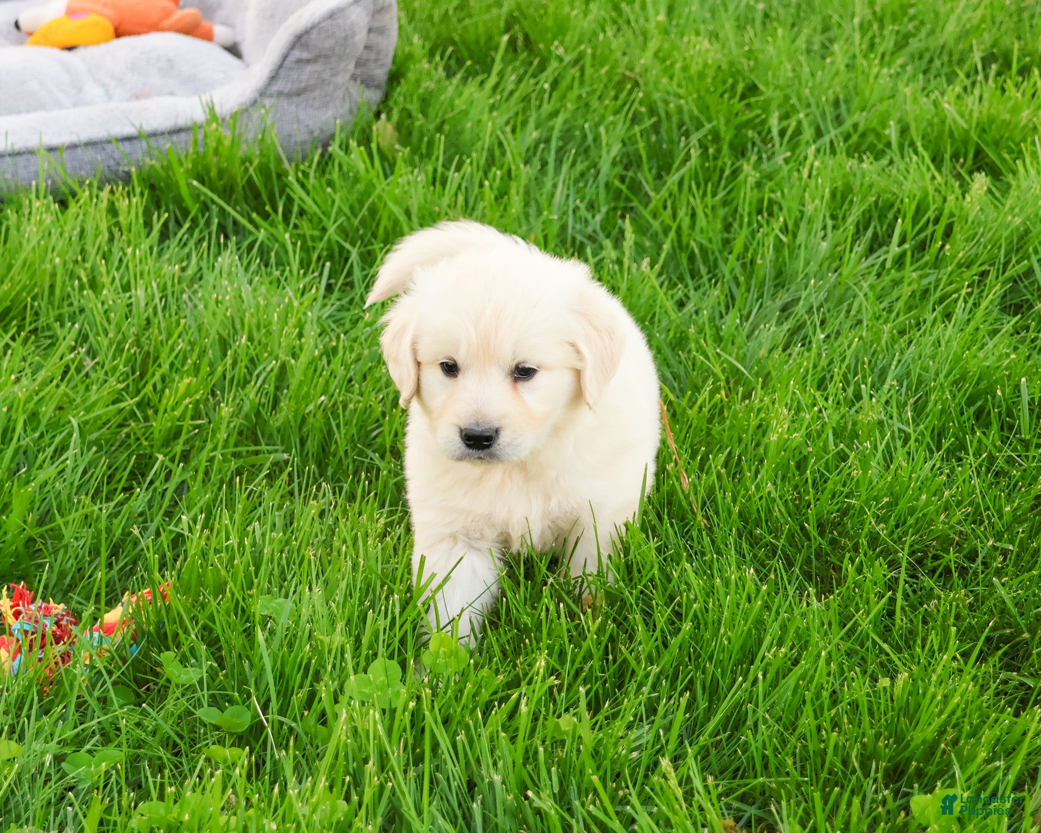 Golden Retriever dogs Wesley  - Ad 23