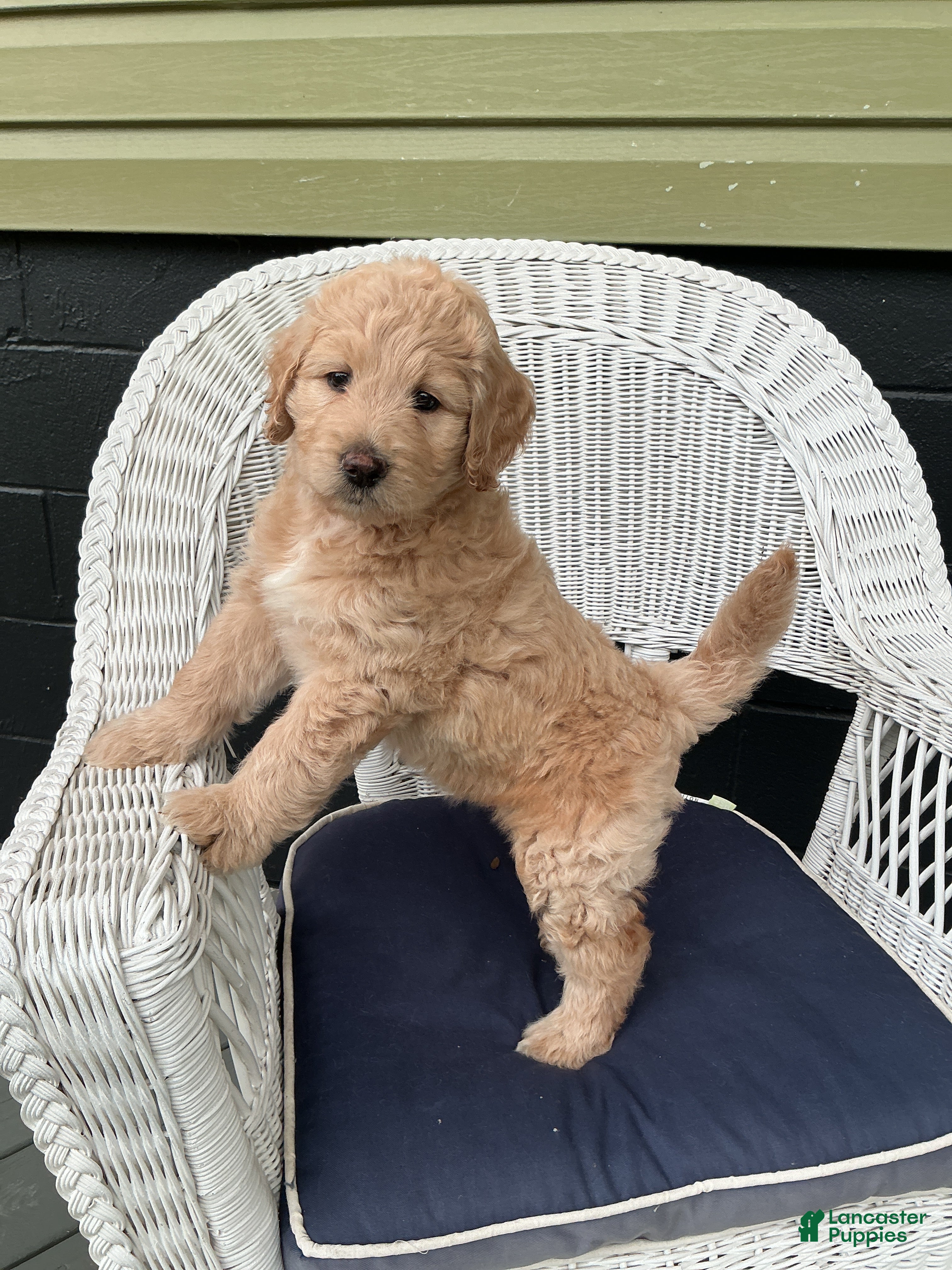 Goldendoodle dogs Goldendoodle 5 - Ad 1