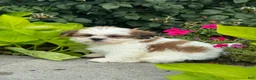 Shih Tzu dogs for sale: Snoopy - Ad 5