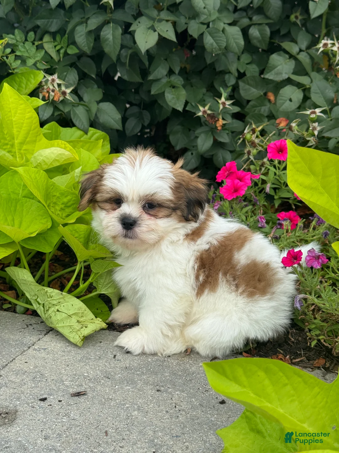 Shih Tzu dogs for sale: Snoopy - Ad 5