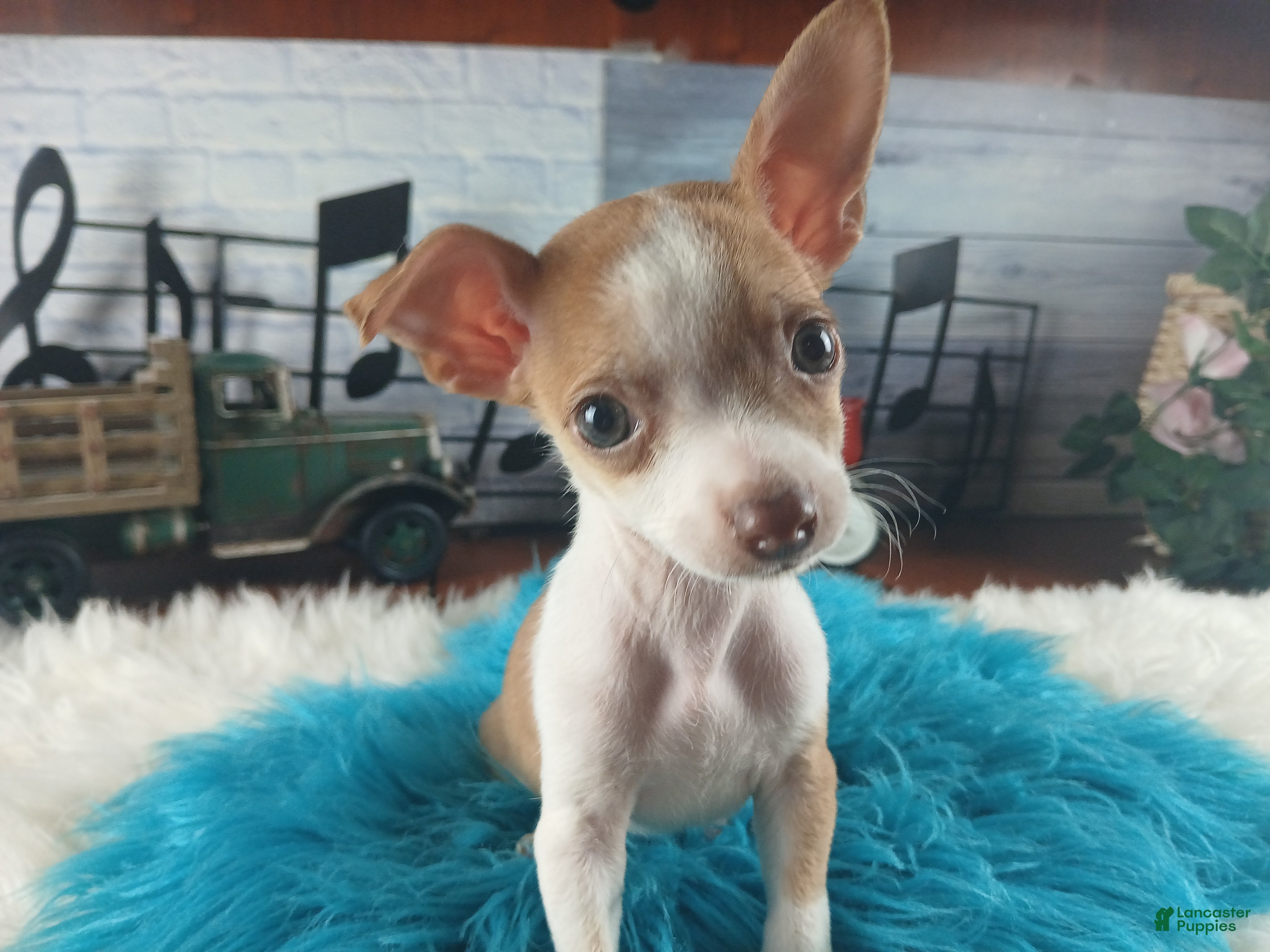 Chihuahua dogs Male teacup chihuahua.  Hand Delivery  - Ad 4