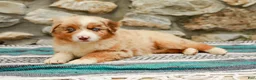 Australian Shepherd dogs for sale: Fern - Ad 7