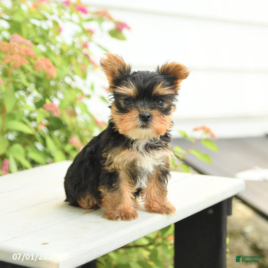 Yorkshire Terrier dogs for sale: Pluto - Ad 4